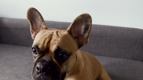 French bulldog face close-up. Pet at home look at something