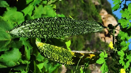 Gros plan de courges amères suspendues à une vigne herbacée. Verticale, statique