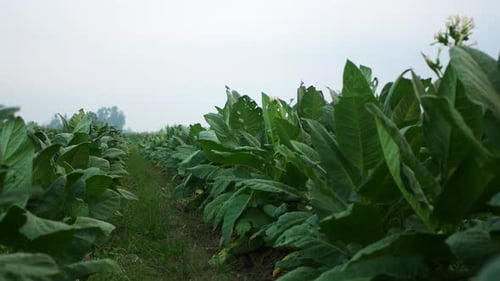 cigarette tobacco