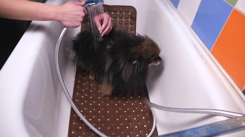 Woman Giving Small Dog a Bath in Bathtub