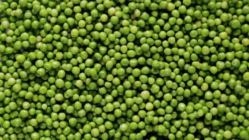 Top View of a Field Full of Many Ripe Green Peas
