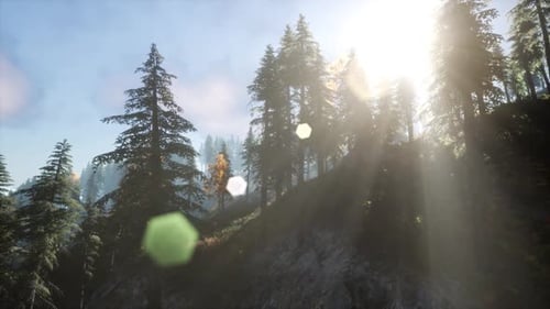 Sun Beams Through Trees