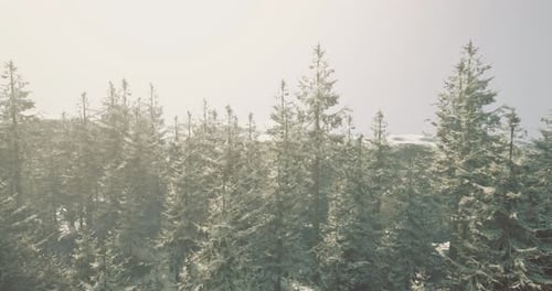 Snowy Pine Forest Fly Through Landscape