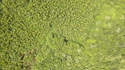 Top Down Aerial View of Green Summer Forest with Many Fresh Trees