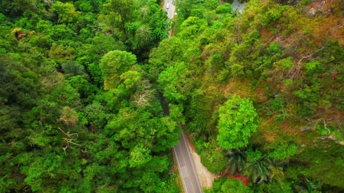 Trees tunnel road and limestone hills