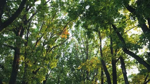 Camera Movement Looking Up at Treetops