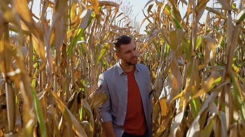 Confident Agronomist Walking Along Corn Field for Inspection