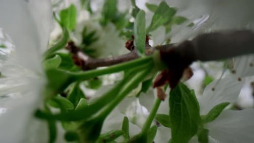 Closeup Cherry Flowers on Tree Branch Blooming Among Green Leafs. Peaceful Floral
