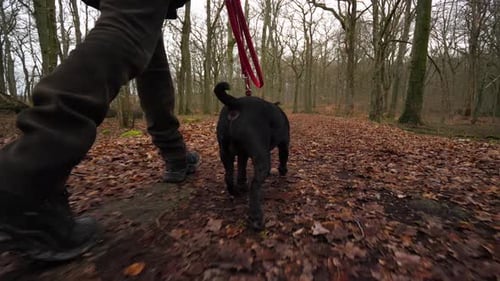 Medium following shot of man's legs walking through forest in winter with his pet dog on a leash