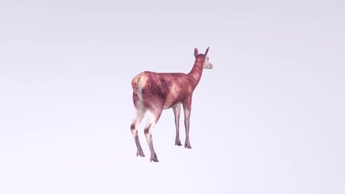 Modelo 3D de un ciervo en vista posterior