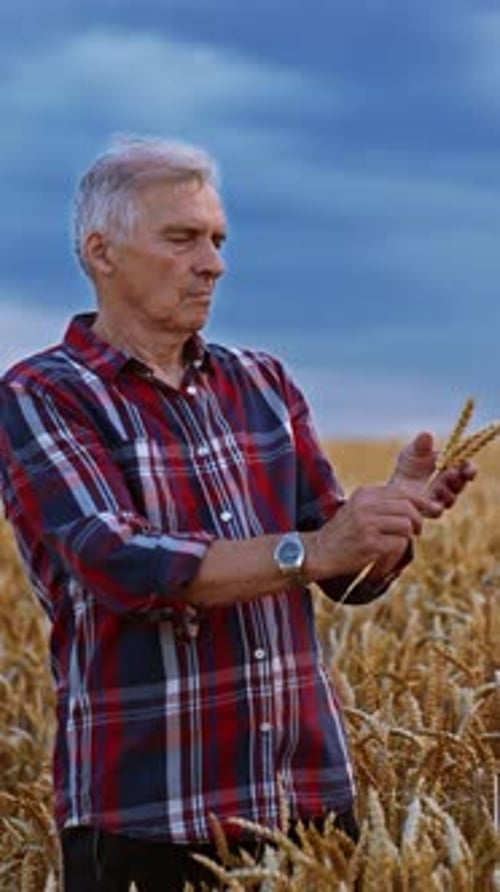 Adult Man Inspecting Wheat in Rural Field