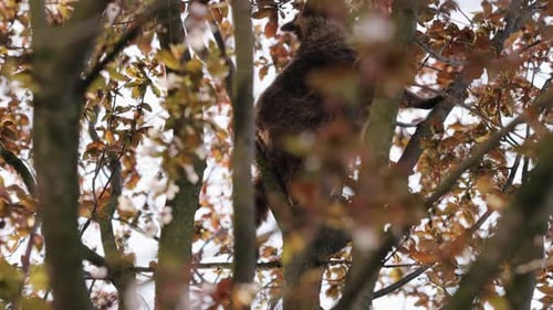 Sitting Raccoon Raccoon Nature Raccoon Autumn