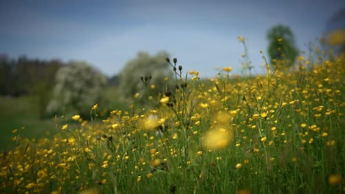 Serene Meadow with Wildflowers and Green Foliage Under Clear Sky Creating Tranquil Environment