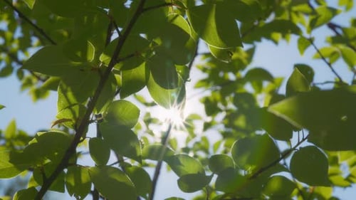Sunlight Through Green Leaves on Tree Branches