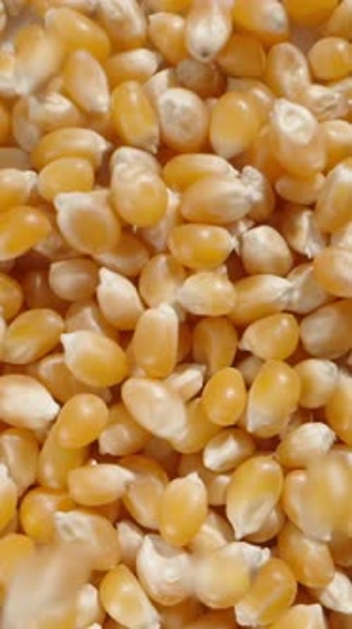 Vertical video. Dry corn kernels for popcorn fall down, top view, in slow motion.