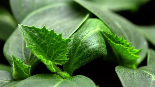 Close Up of Vibrant Green Plant Leaves