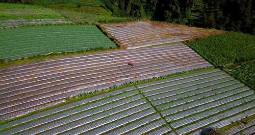Orbit Drone footage of lush terraced vegetable plantation with a farmer working on it