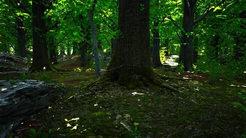 Detailed Close Up View on a Forest Ground Texture with Moss