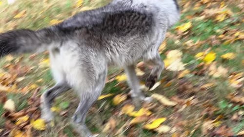 A Rocky Mountain Gray Wolf sniffs around the ground then jumps up onto a boulder. Another wolf walk