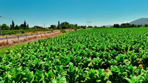 Agriculture of Tobacco Industry, aerial view over tobacco fields in Chile