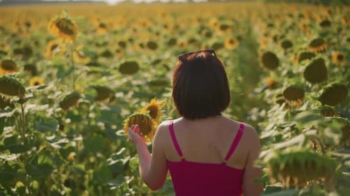 Contemplative Walk Across Sunsetlit Fields of Blooming Sunflowers An Introspective Evening Journey