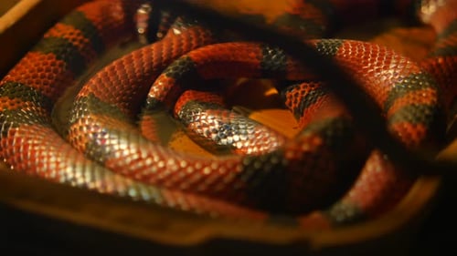 Serpent aux couleurs vives enroulé dans un enclos d'un zoo local