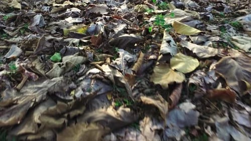 point of view, walking on dry leaves