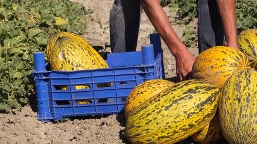 Geerntete Melonen werden in der Kiste gestapelt