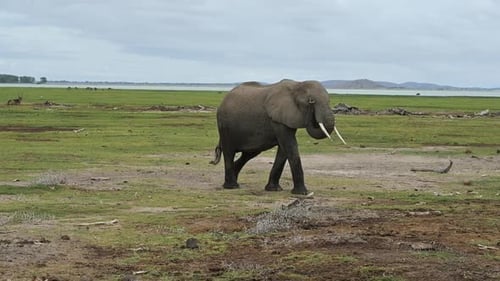Elephant Walking Across Grassy Savannah Landscape