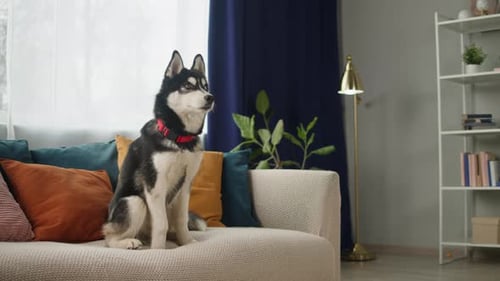 Husky Sitting Alert on Sofa in Living Room