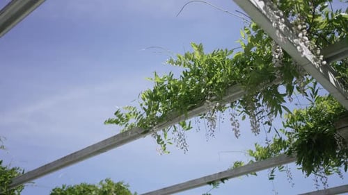 Green foliage and white flowers on a pergola against a clear blue sky.