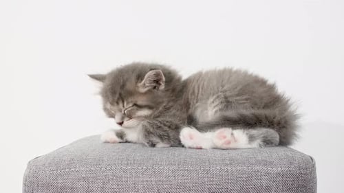 Small Kitten Napping on Gray Stool