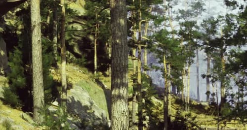 Majestic Forest Landscape with Tall Trees and Sunlight Filtering Through