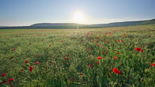 Green meadow of spring poppies flowers at the sunset.