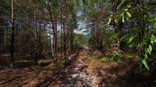 A Serene and Picturesque Forest Pathway Surrounded By Vibrant Lush Greenery Stunning Nature Footage