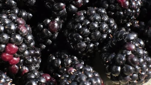 Close-up of Blackberries