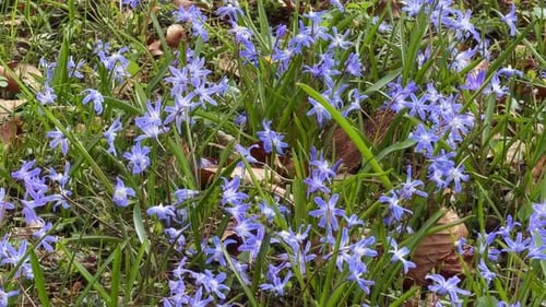 Blaue Scillablumen blühen im grünen Frühlingsfeld