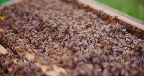 Dense Swarm of Bees on Honeycomb Frame
