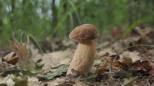Single Boletus Mushroom Growing in a Forest