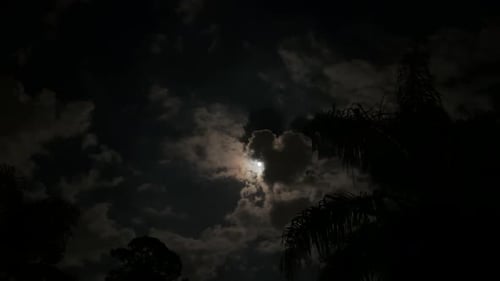 Clouds Covering Full Moon Over Treetops – Nighttime Scenic View