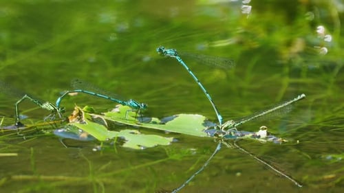 Nahaufnahme von Wasserlibellen, die auf Wedeln sitzen, die auf der Wasseroberfläche des Teiches schwimmen, isoliert auf