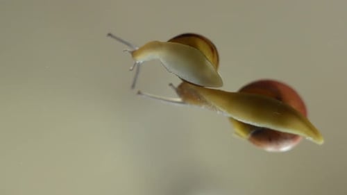 Snails Crawling on Reflective Surface