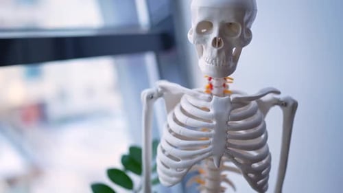 Modell, das die Anatomie des menschlichen Skeletts zeigt, für das Museum der akademischen medizinischen Klinik und für den Einsatz im Gesundheitswesen