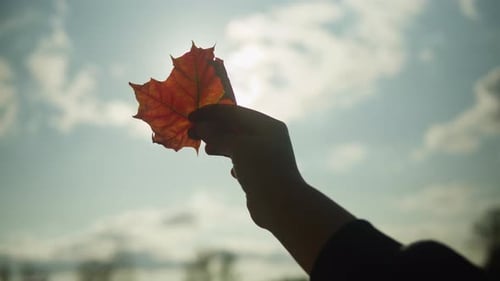 Hand Holding Autumn Leaf Against the Sun