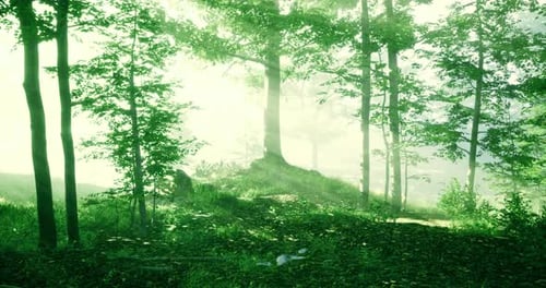 Sunlight Filters Through Trees in a Serene Green Forest at Dawn