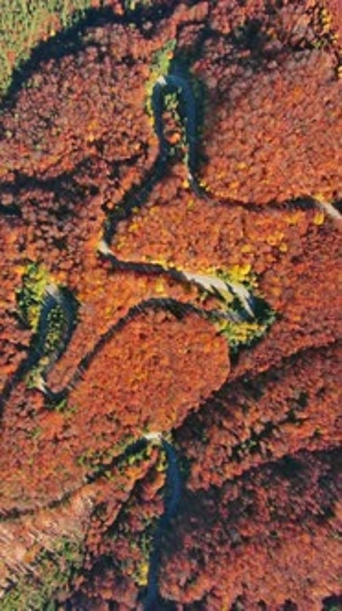 Curved Road Trough Autumn Forest
