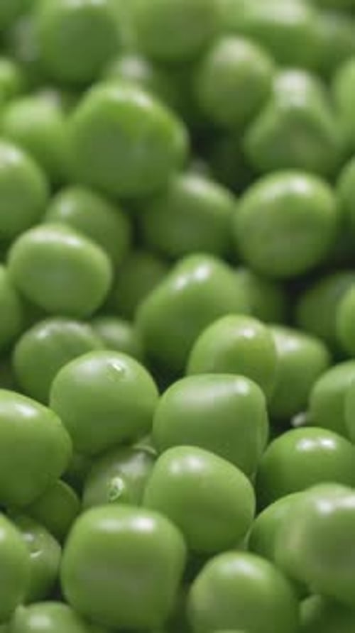 Fresh Green Peas From New Harvest on Farm