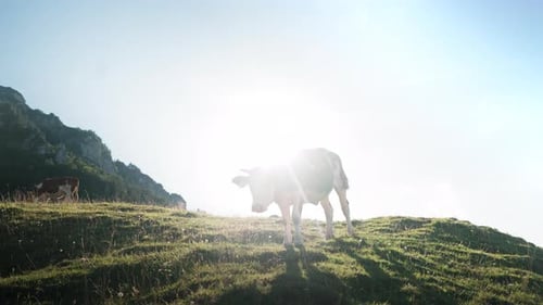 Cow lives in the mountains eating grass and walking over field