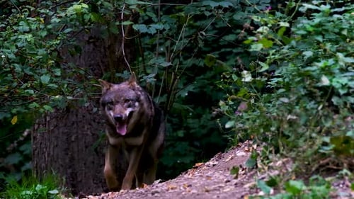 Wolf Walking Along Forest Path