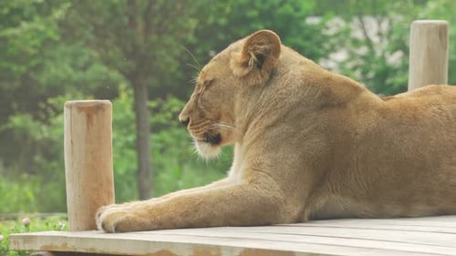 Lioness resting lying in the park close-up. The female lion blinks and smoothly turns her head